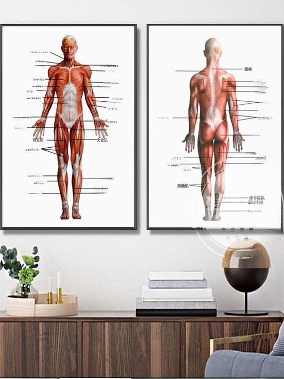 Health Wellness Center - Modern Simplified Chinese Human Muscle Fascia